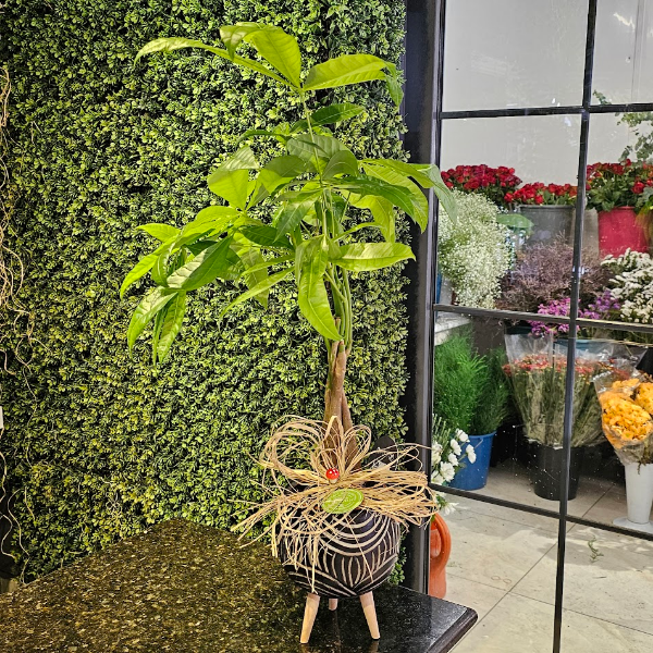  Burdur Çiçek Pachira Para Ağacı Bonsai